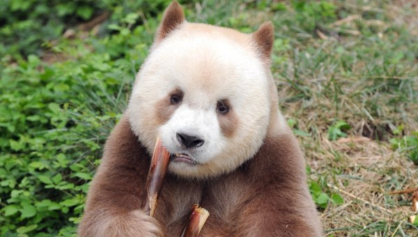 Panda hnedá. Zdroj: IC & Xinhua News Agency